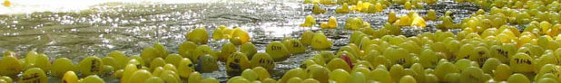 How To Organise A Duck Race - Tips & Advice